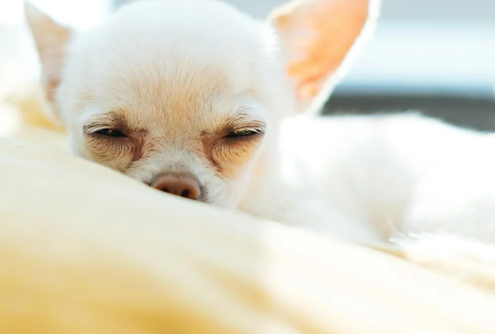 What Makes Luxury Dog Boarding Different? Inside the VIP Experience at The Grand Paw