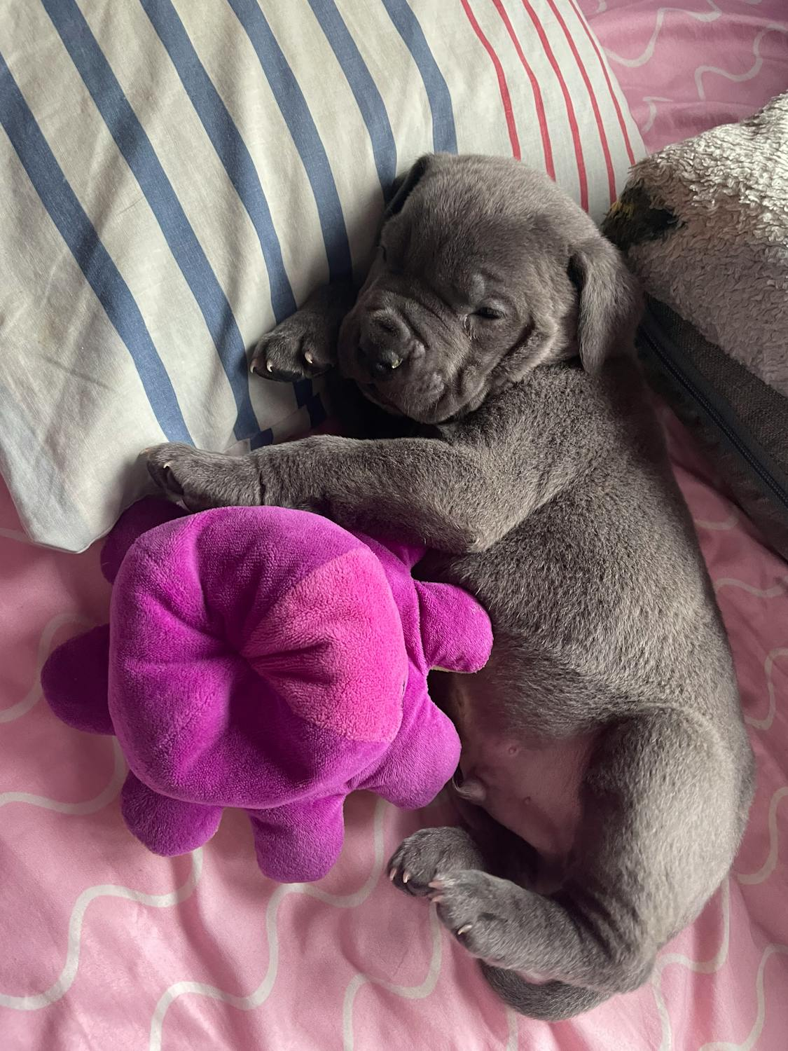 a black furred puppy resting on a bed with a pillow and purple stuffed toy