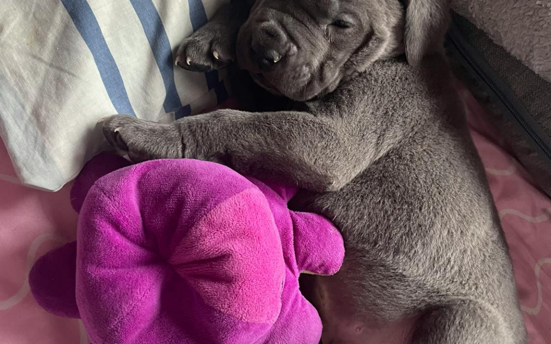 Is Luxury Boarding For Your Pup Worth It? Why Pet Parents Are Upgrading Their Dog’s Staycation