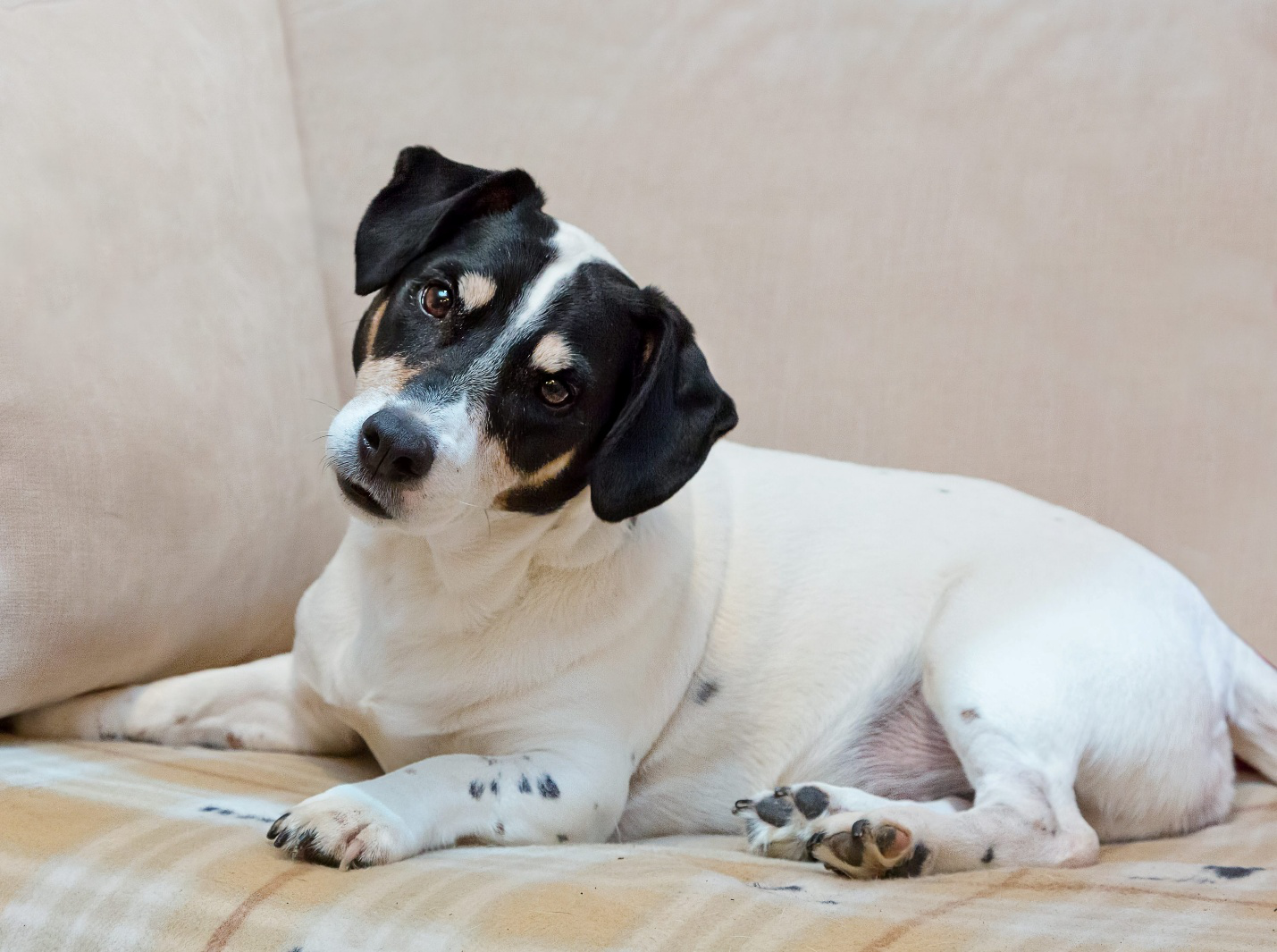 Pup-staycation-is-the-best-holiday-for-your-dogs