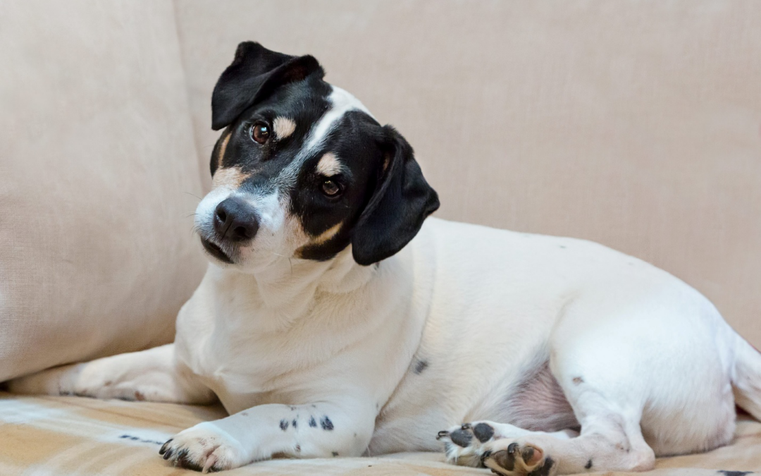 Staycation for Your Pup: Why Indio Dog Daycares Feel Like a Desert Resort