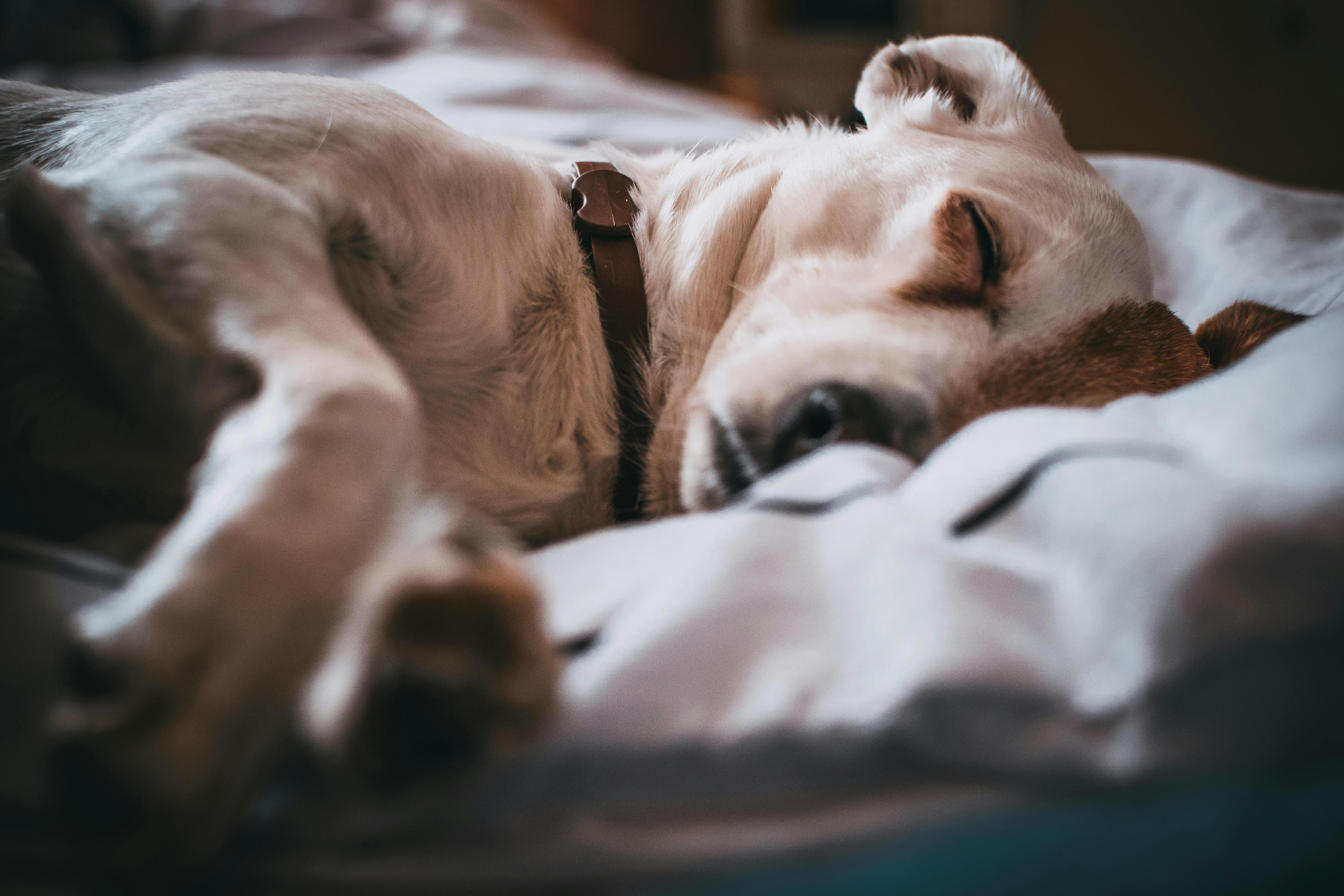 white dog wearing a collar, sleeping peacefully