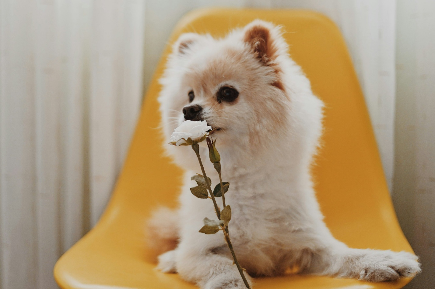 Board-your-dogs-today