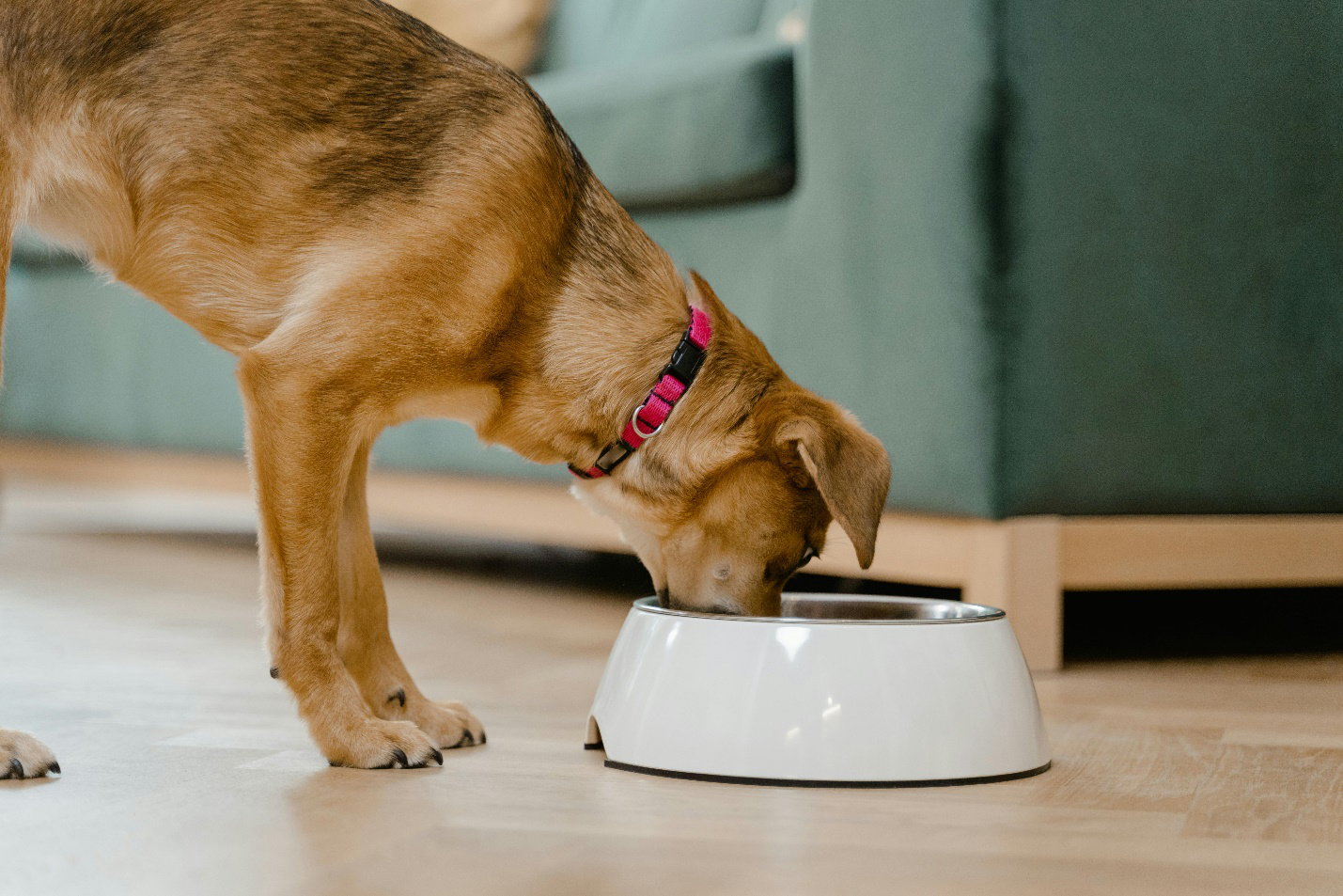 A picture of a dog eating