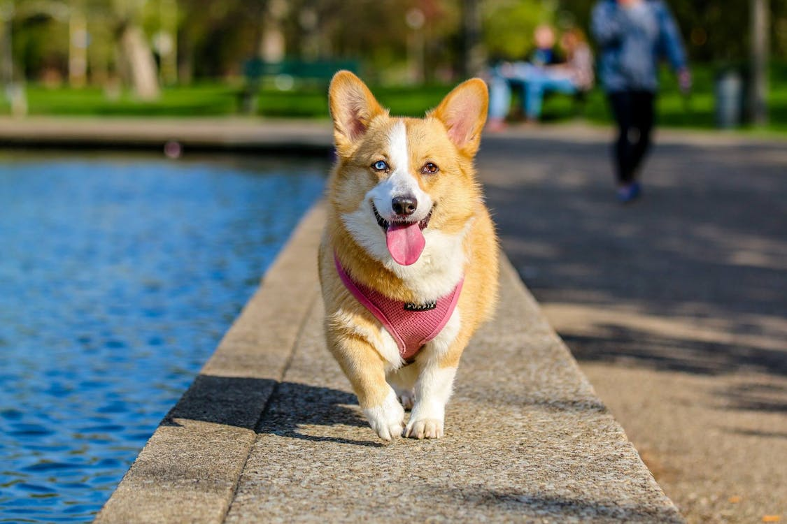 An image of a brown and white Welsh Corgi walking next to a pool