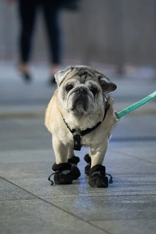 An image of a pug wearing dog booties
