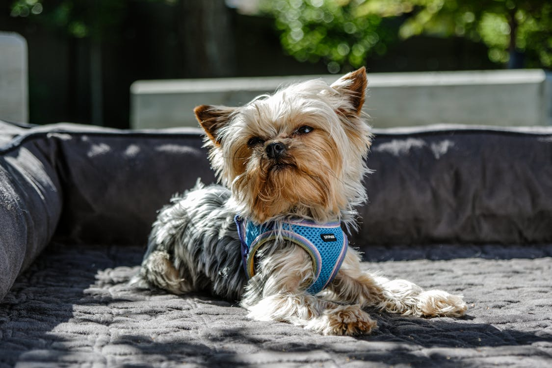 A happy dog relaxing under the sun