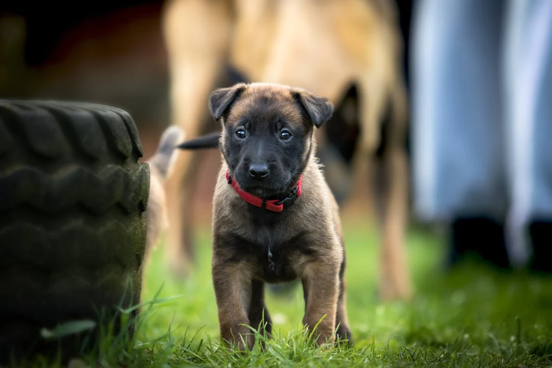 A small puppy standing on grass, with a blurred adult dog in the background.