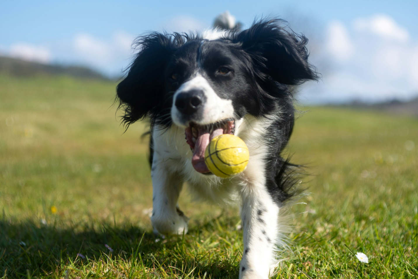 dog in grass field holding a ball in mouth