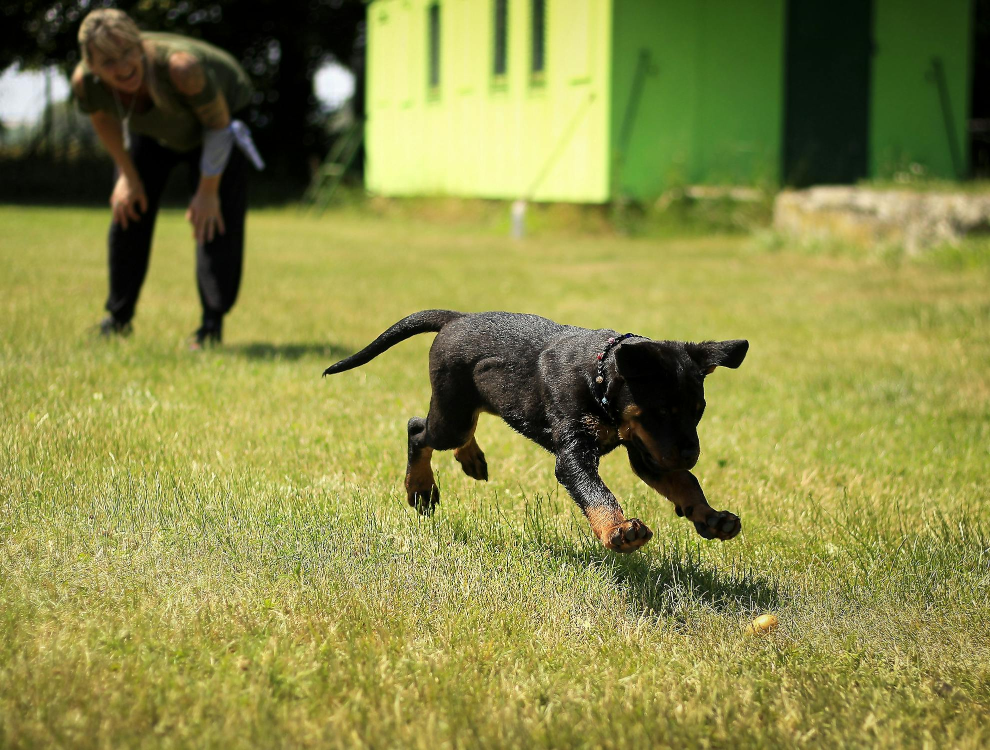 a black colored puppy running in a garden