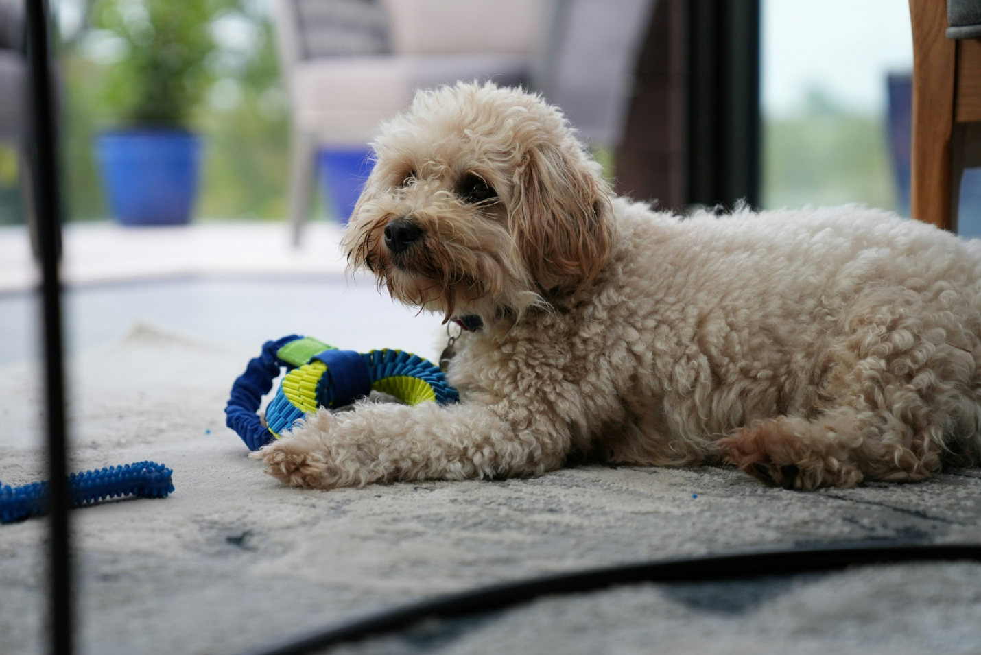 a dog sitting with their toy