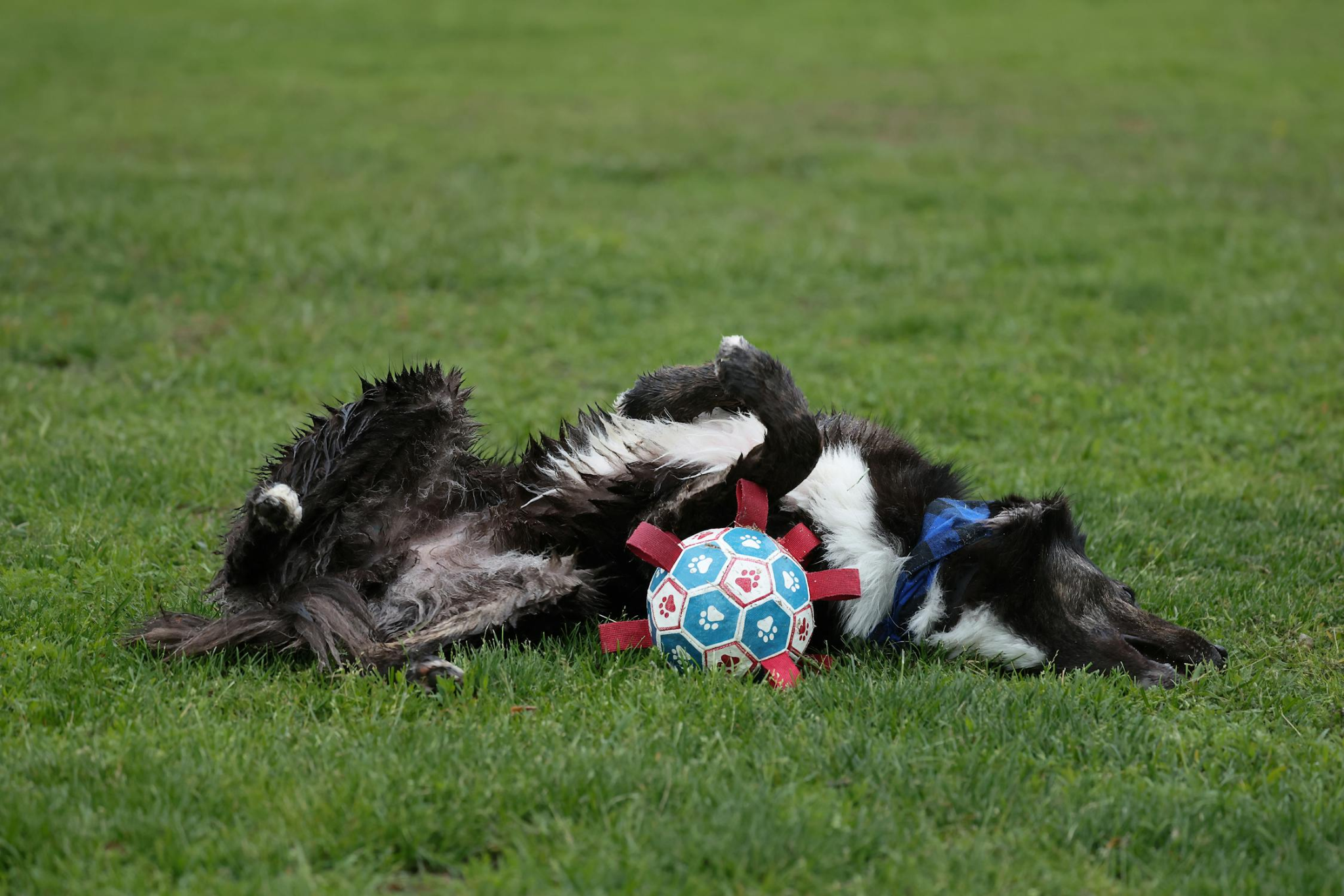 black and white Border Collie lying on its back in green grass