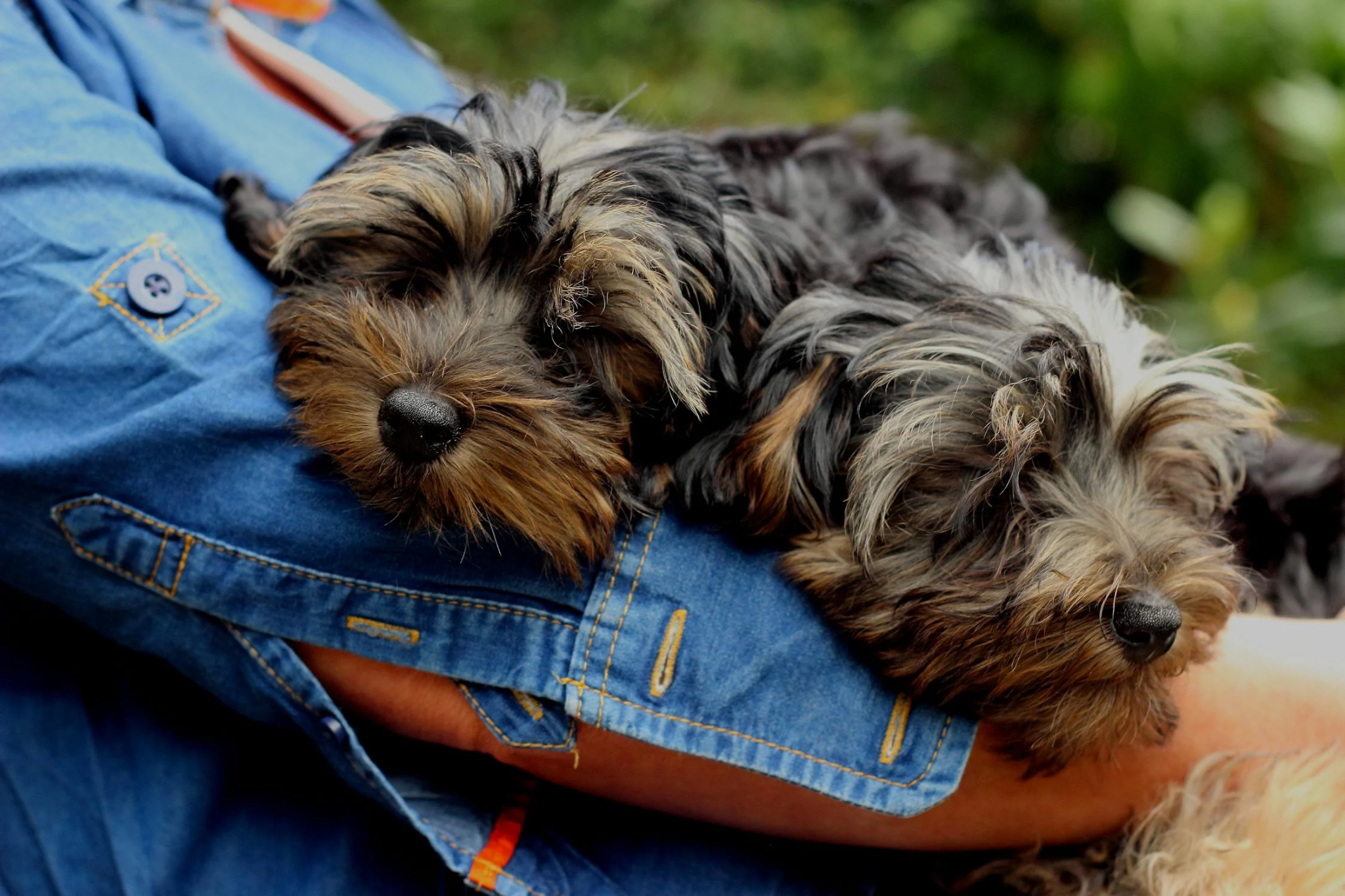 Two Yorkipoo puppies are resting in a person's arms.