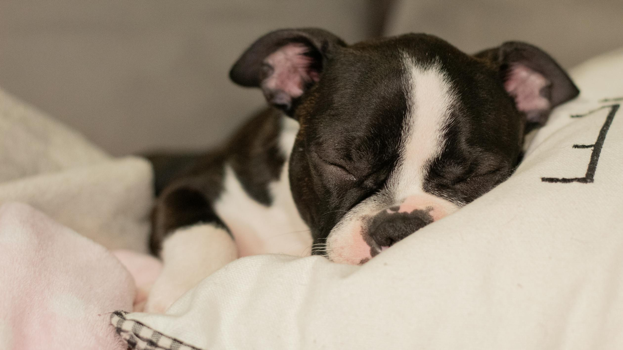 a black and white colored puppy sleeping on a pillow
