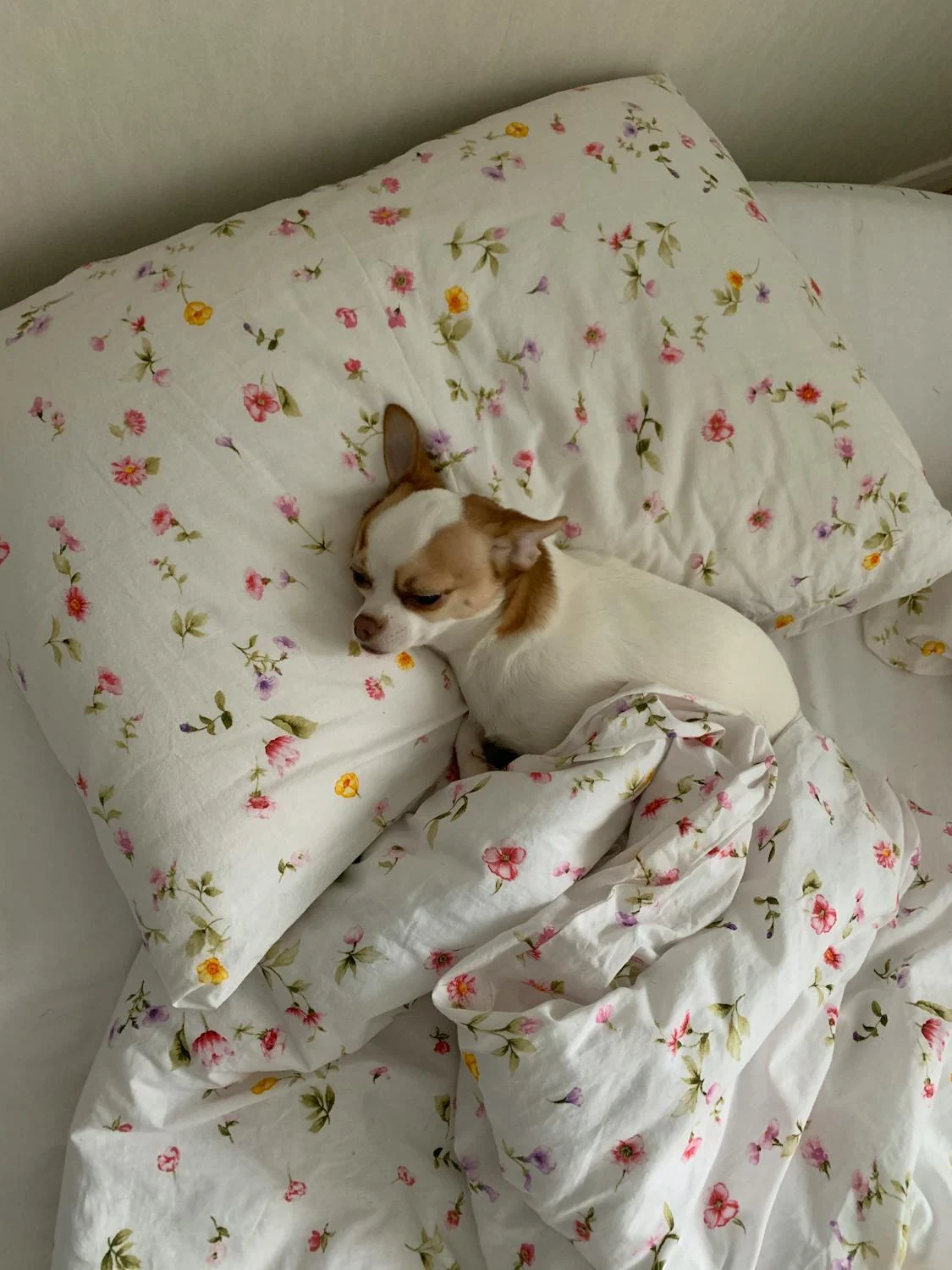 a white and brown dog sleeping on a bed with a matching pillow and comforter