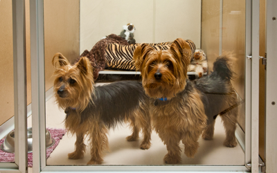 How Social Dogs Near Indian Wells Benefit from The Grand Paw’s Cabanas with Glass Doors