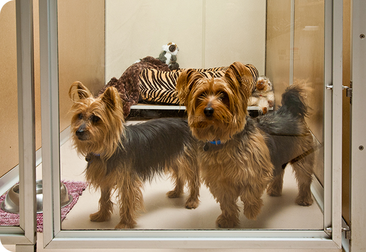 How Social Dogs Near Indian Wells Benefit from The Grand Paw’s Cabanas with Glass Doors