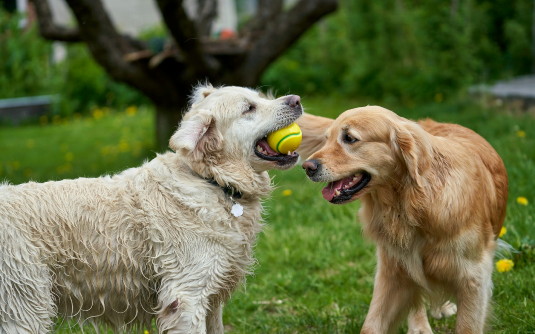 The Power of Routine: Why Consistent Care Makes All the Difference for Dogs in La Quinta Boarding Facilities
