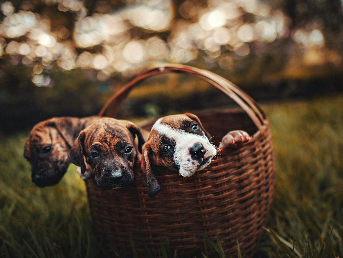 An image of three puppies in a basket.
