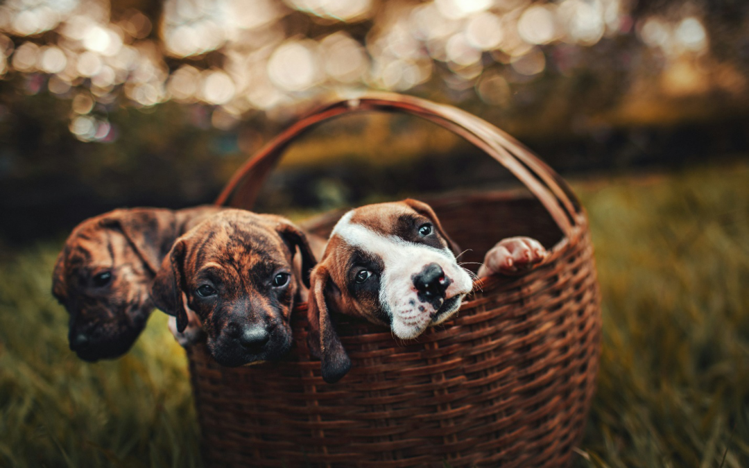Palm Desert Dog Boarding: What Makes The Grand Paw Stand Out