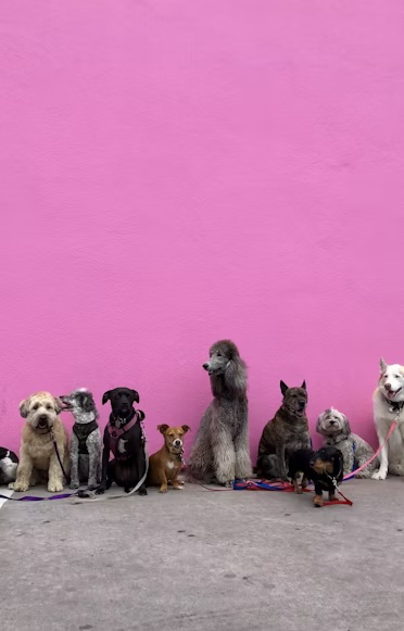 different types of dogs near a pink wall