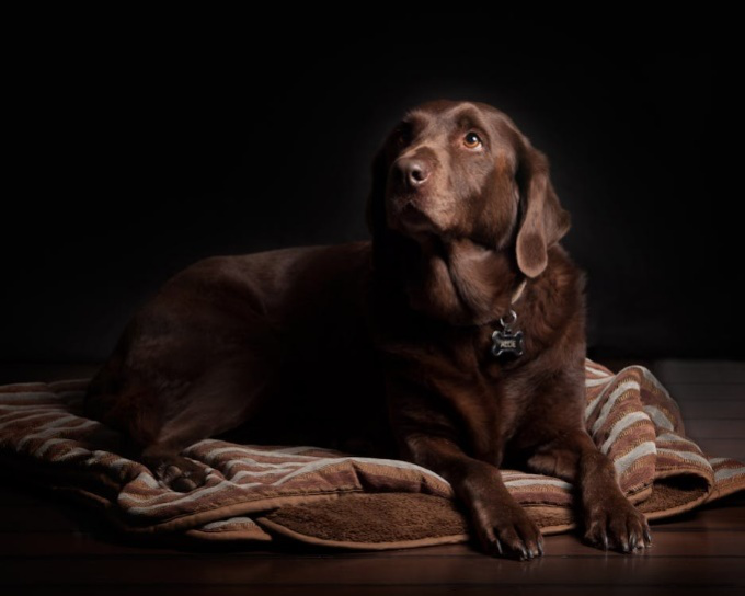 Snuggles, Playtime, and Safety: How We Treat Your Pup Like Family