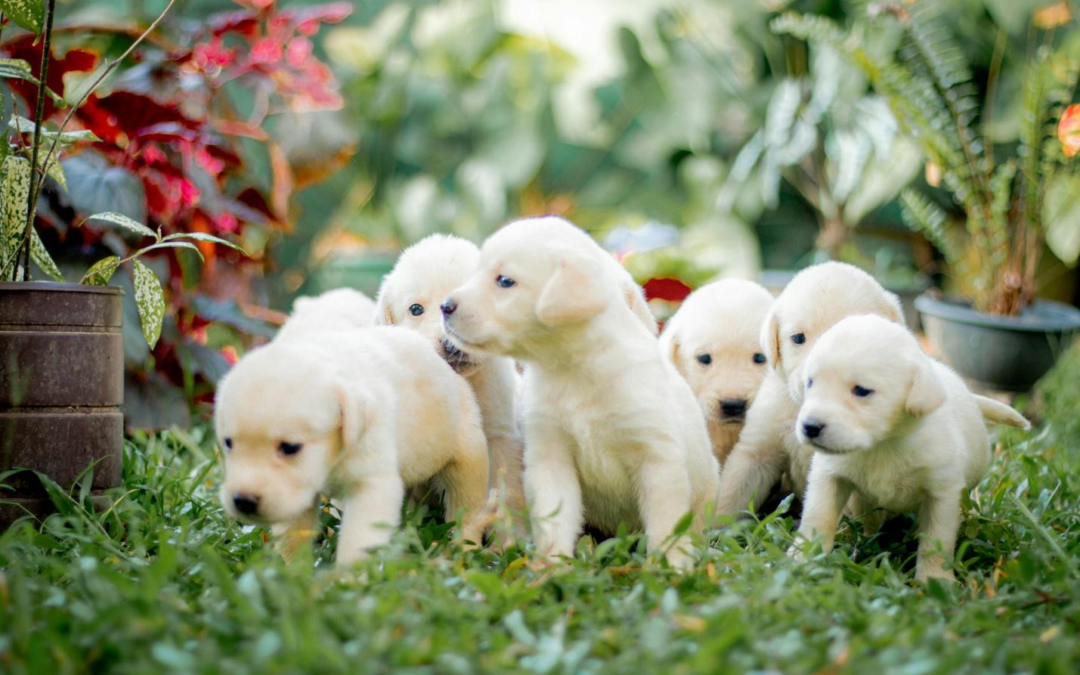 Your Dog Deserves a Suite Life: Explore Our Private Boarding Options Near Indian Wells