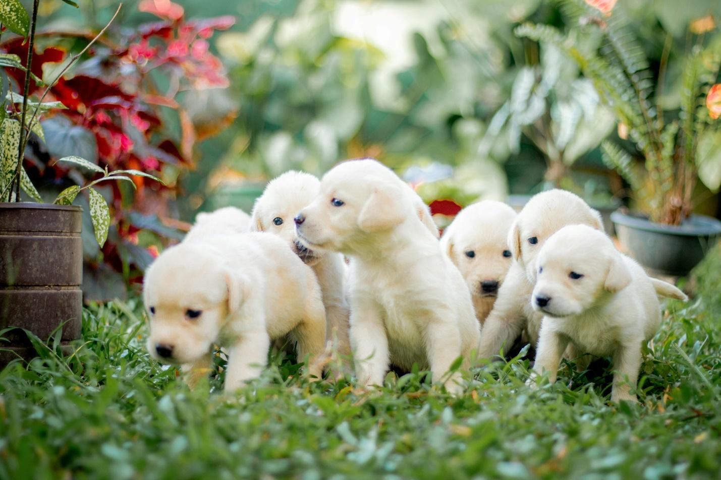 Your Dog Deserves a Suite Life: Explore Our Private Boarding Options Near Indian Wells