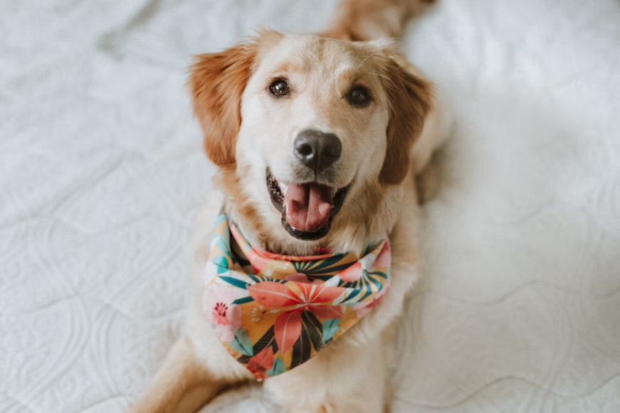 A happy dog wearing a handkerchief scarf
