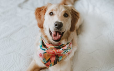 Palm Desert’s Playground for Pups: Daycare Perks You Didn’t Know You Needed