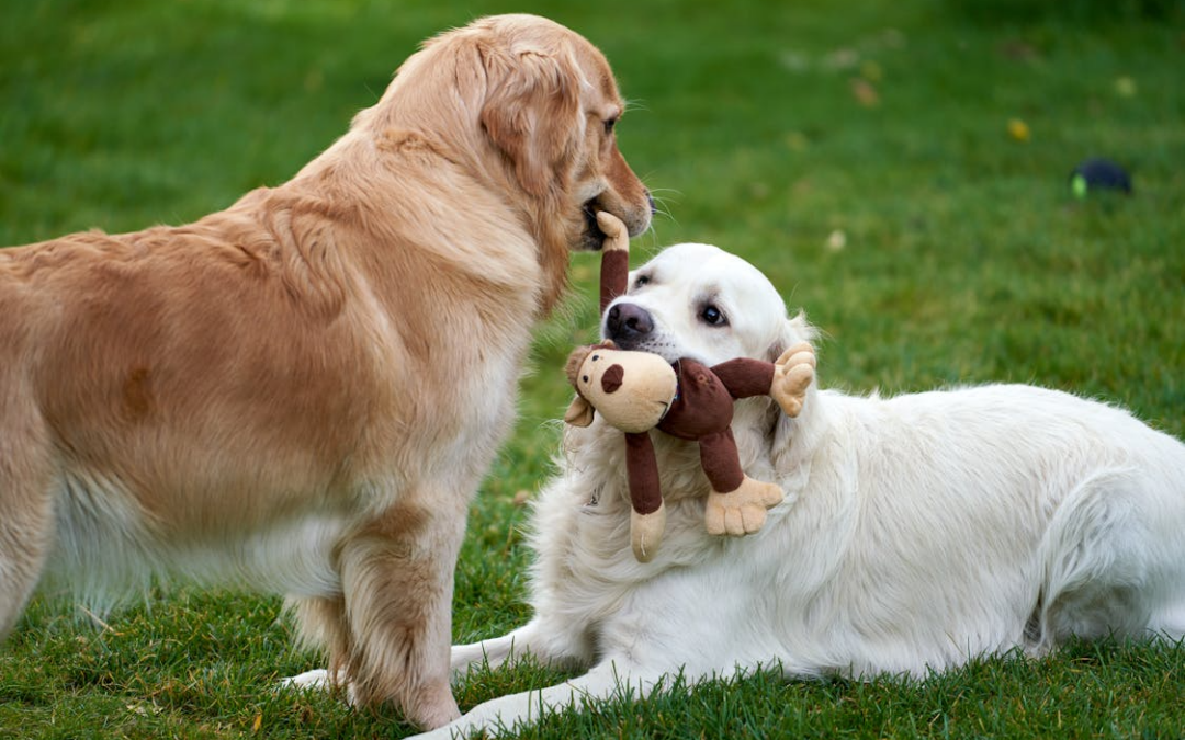 The Benefits of The Grand Paw’s Playgroups: A Guide for Palm Desert Pet Parents