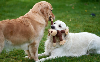 The Benefits of The Grand Paw’s Playgroups: A Guide for Palm Desert Pet Parents