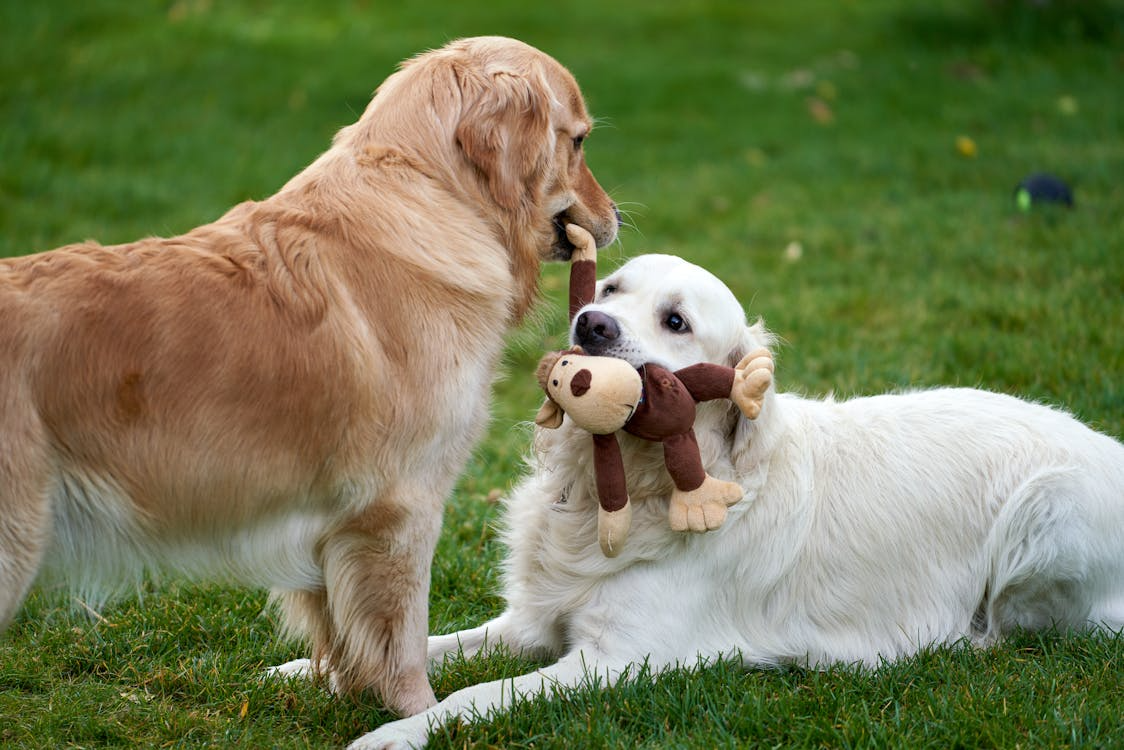 The Benefits of The Grand Paw’s Playgroups: A Guide for Palm Desert Pet Parents
