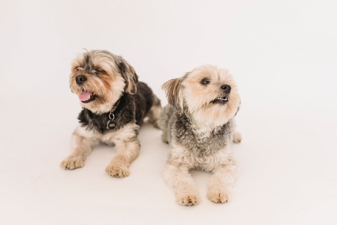 Unique cabanas with glass-front doors for social dogs or puppers with anxiety