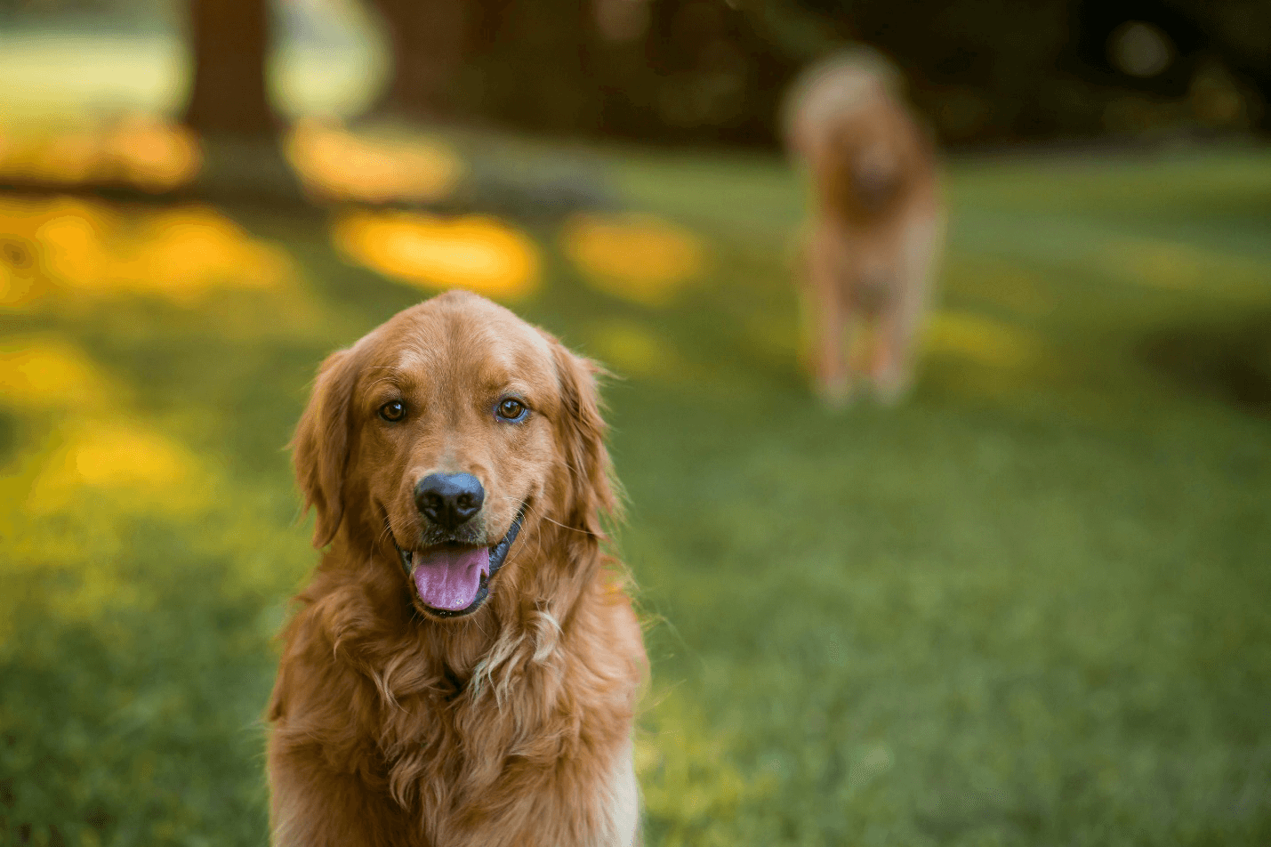 An image of a brown dog.