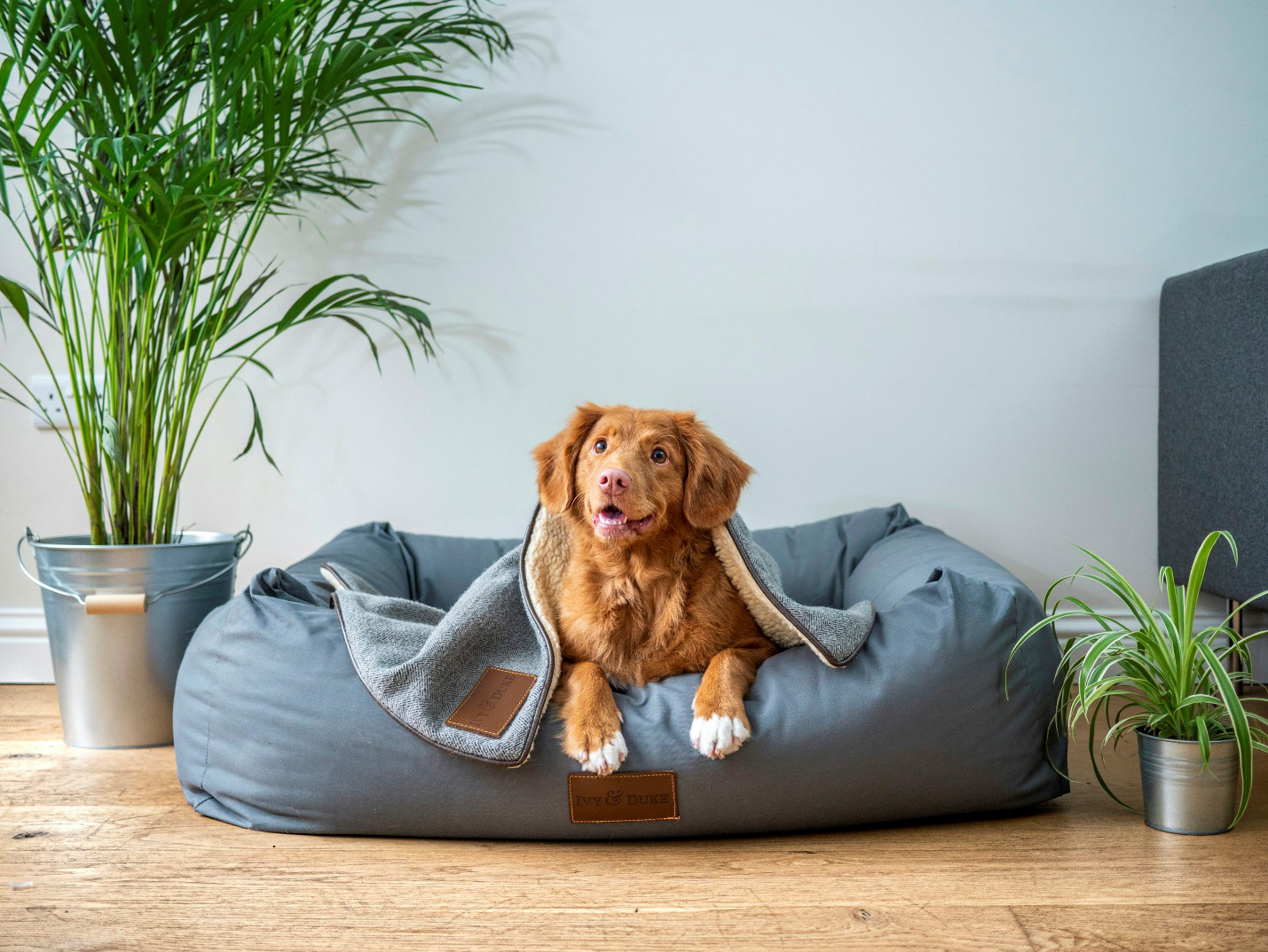 An image of a brown dog sitting on a bean bag covered with a blanket.