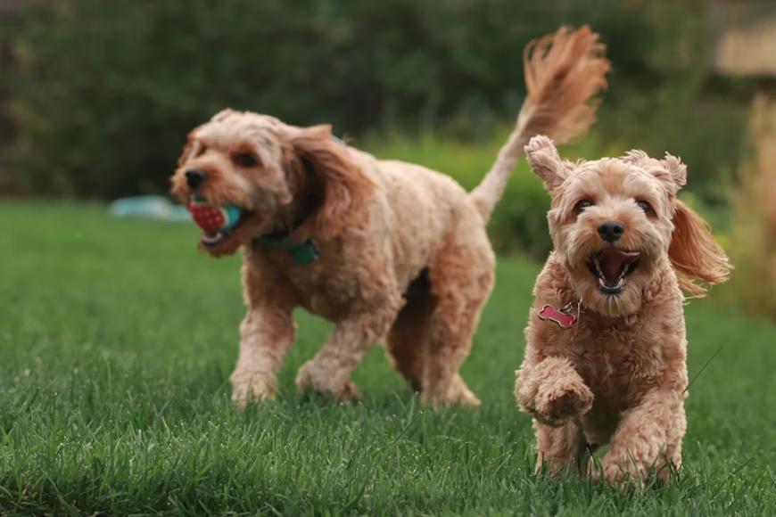  A picture of two dogs playing fetch 
