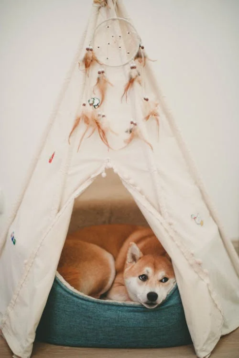 An image of a dog lying down in their bed