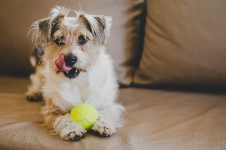 An image of a dog sitting on the couch with a ball