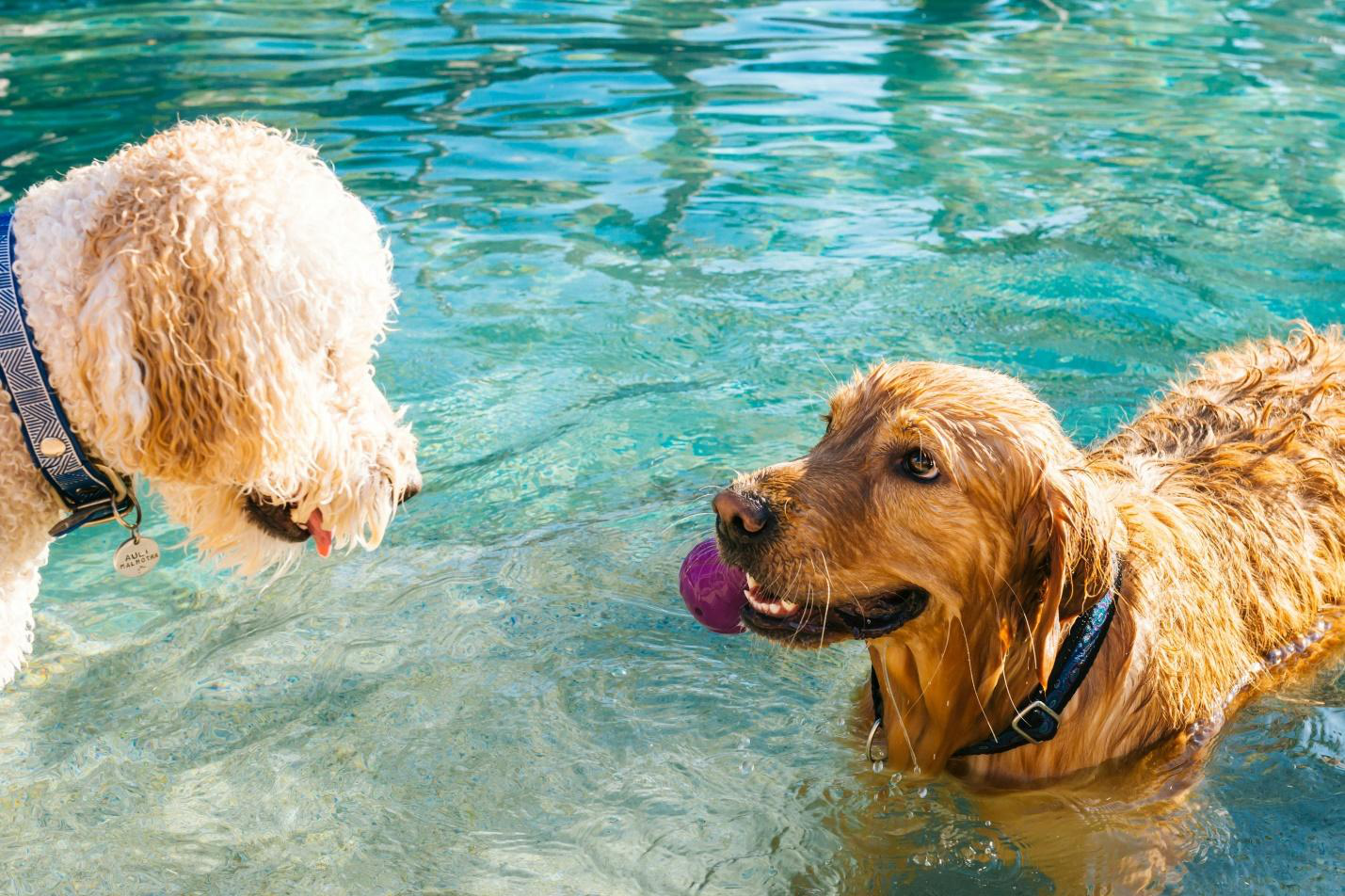 An image of two dogs in a pool.