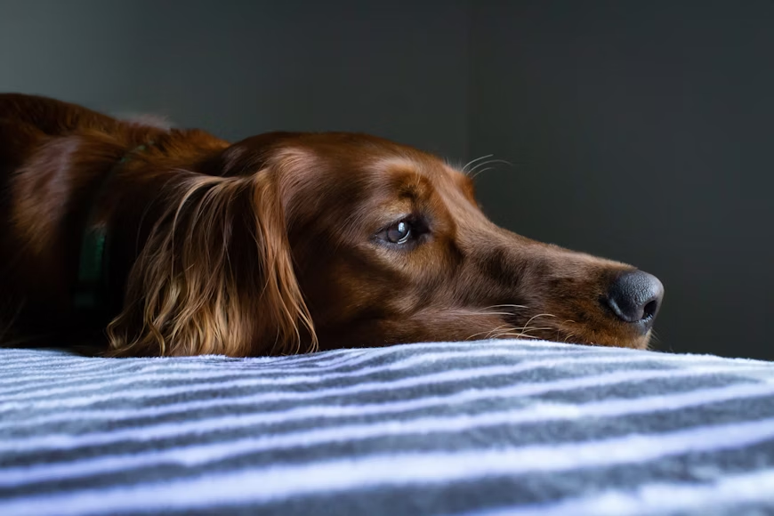 From Whimpers to Wags: How Our Dog Daycare Eases Separation Anxiety
