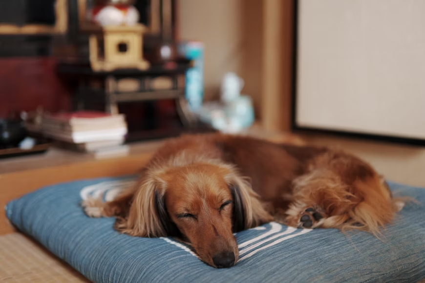  An image of a dog sleeping at a dog boarding facility