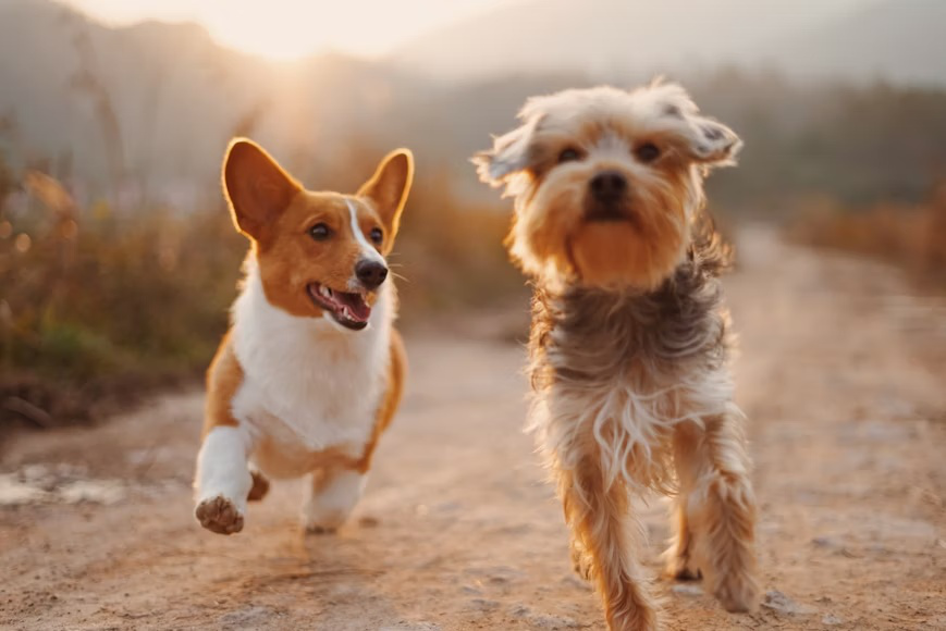  2 dogs playing 