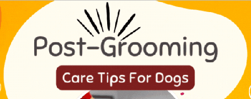 Post-Grooming Care Tips For Dogs