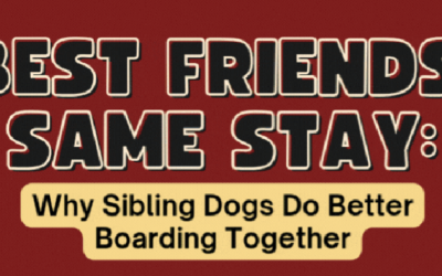 BEST FRIENDS, SAME STAY: Why Sibling Dogs Do Better Boarding Together