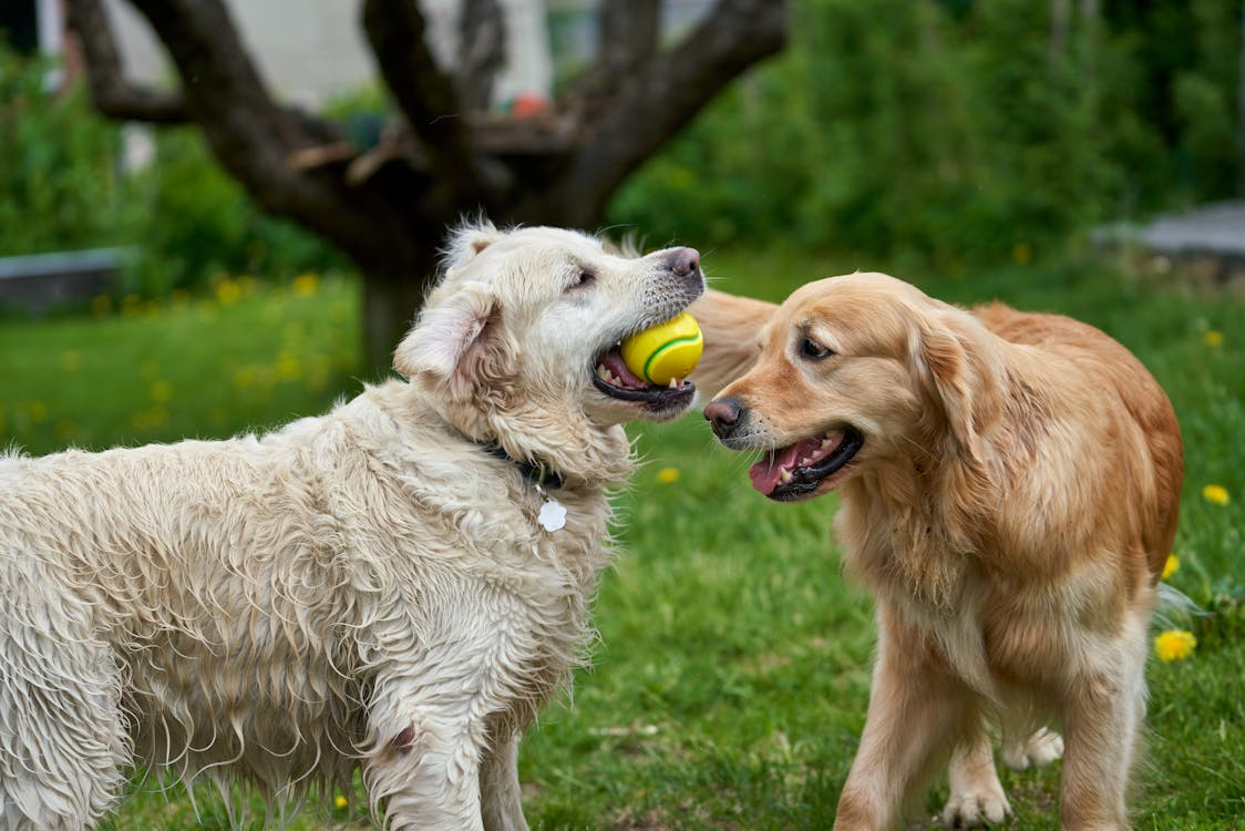 2 dogs playing with a ball