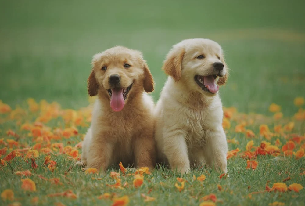 Best Friends, Same Stay: Why Sibling Dogs Do Better Boarding Together