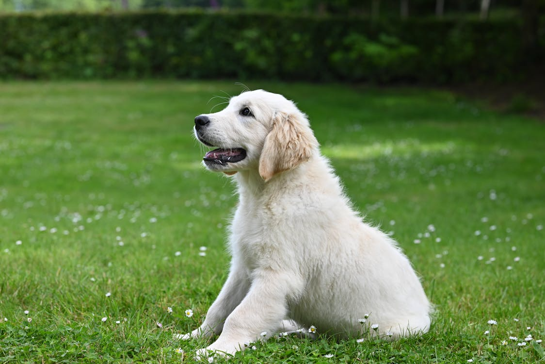 a Labrador sitting on grass