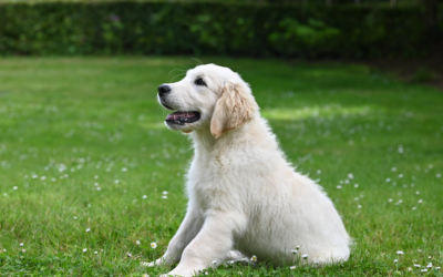 The Benefits of a Consistent Routine in Dog Boarding
