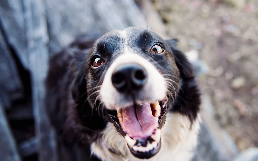 From Shy Pup to Social Star: A Daycare Confidence Journey